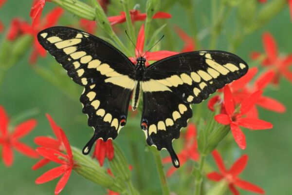 meaning of black and yellow butterfly