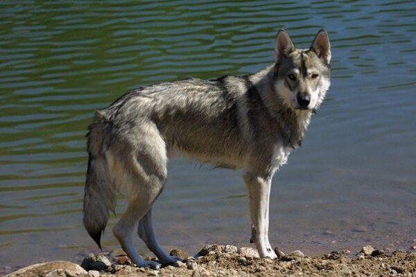 coyote husky mix